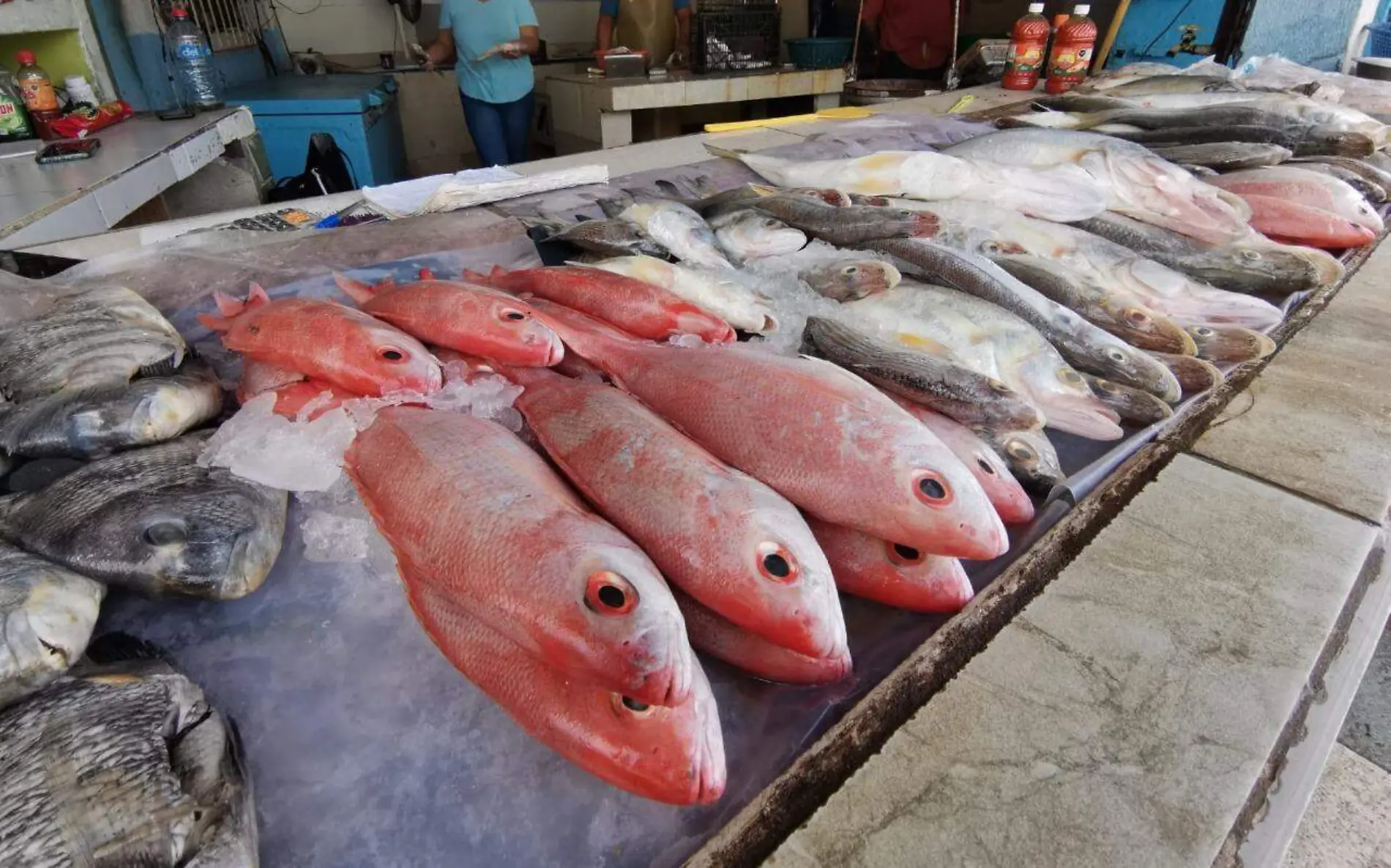 Los llamados "pescados finos" cada vez son más escasos en los mercados del norte de Veracruz y Tamaulipas 